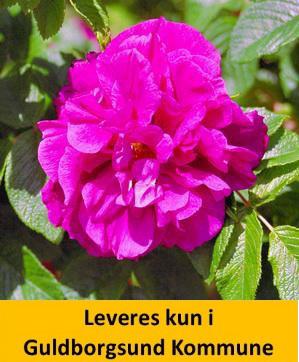 ROSA 'HANSA'