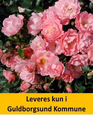 SOMMERWIND