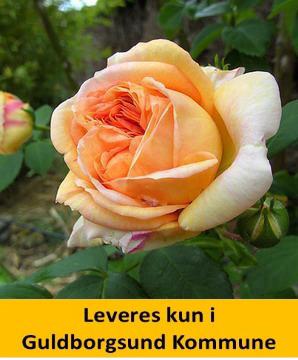 ROSA 'ALCHYMIST'
