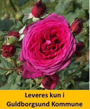 J. W. v. Goethe Rose ®