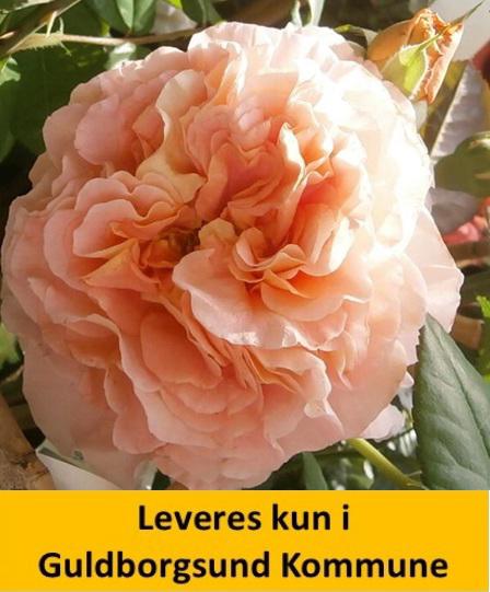 Augusta Luise®