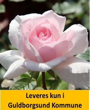 A Whiter Shade of Pale