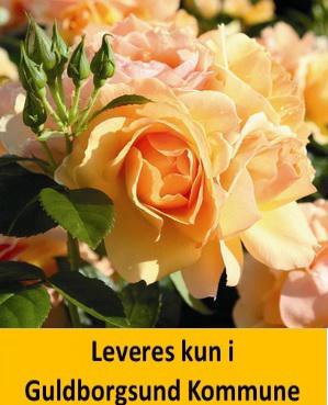 Hansestadt Rostock®