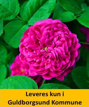 ROSE DE RESCHT