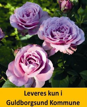 LAVENDER ICE®