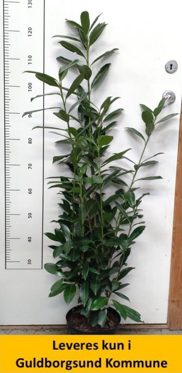 Prunus laur. Caucasica 80-100