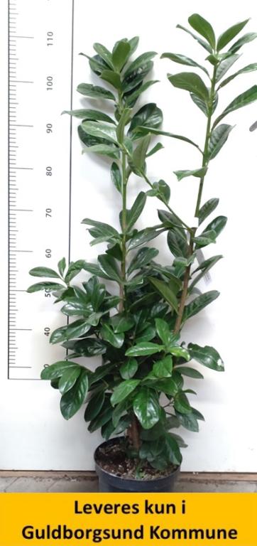 Prunus laur. Novita 80-100 cm C5