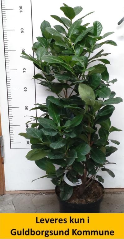 Prunus laur Etna 80-100 cm.
