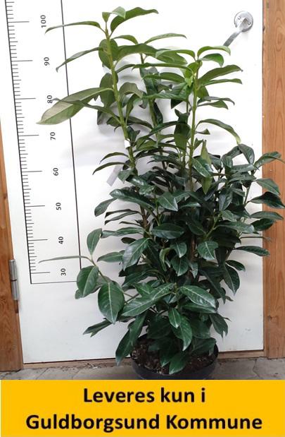 Prunus laur. Genolia 80-100 cm C5