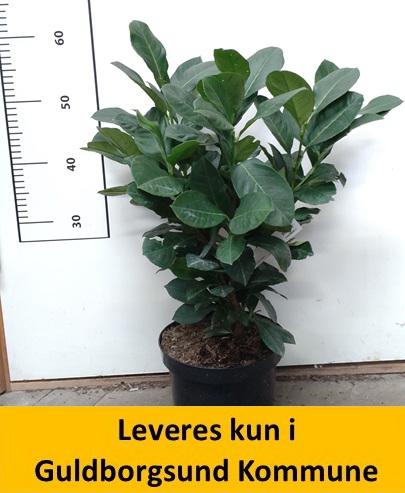 Prunus laur. Etna 40-60 cm