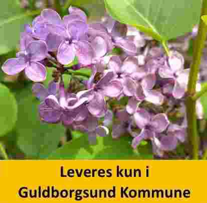 SYRINGA LUDVIG SPAETH