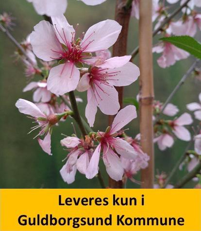 Prunus x persicoides Ferskenmandel