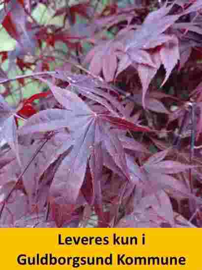 Acer Palm. Bloodgood