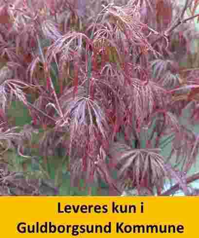 Acer Palm. Garnet C15 60-80