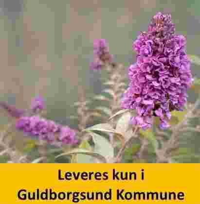 BUDDLEIA DAV. BLUE CHIP
