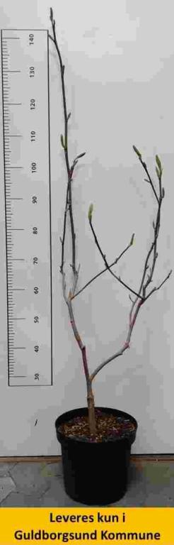 Magnolie Brook. Elisabeth