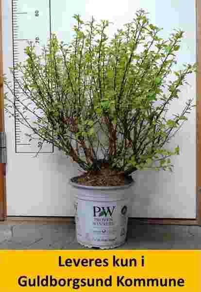 PHYSOCARPUS opu. TINY WINE GOLD® PW