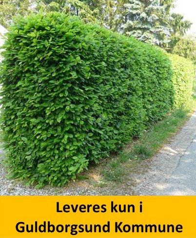 Bøg 50-80 cm.10/ bdt. kraftig kvalitet