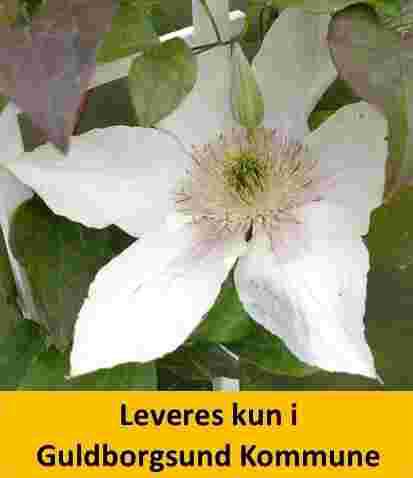 Clematis Corinne