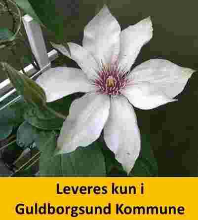 Clematis Samaritan Jo