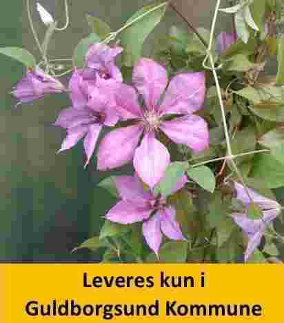 Clematis Margaret Hunt