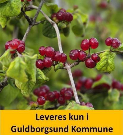 LONICERA XYLOSTEUM