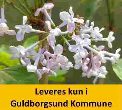 Syringa vulg. Paul Deschanel C5 60+