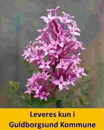 SYRINGA MEYERI PALIBIN