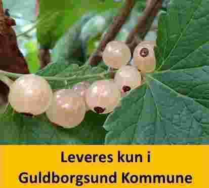 RIBES rub. VIT JÄTTE