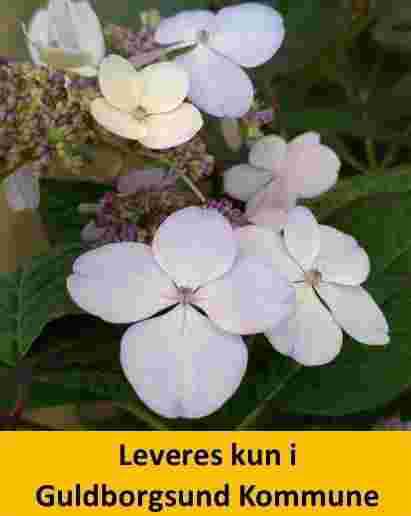 HYDRANGEA serr. BLUE BIRD C5