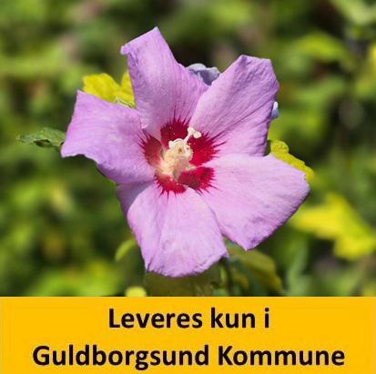 Hibiscus syr. Marina