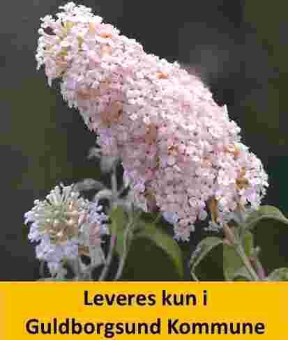 Buddleia dav. White Profusion