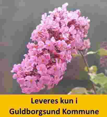 BUDDLEJA PINK CASCADE