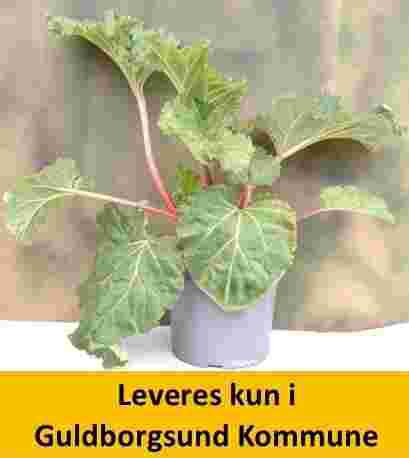 rabarber RHEUM BARBRO®