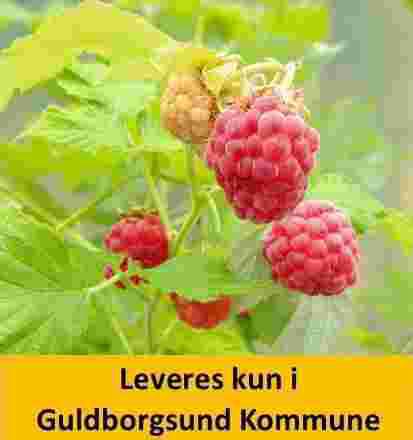 Hindbær Kompakt sommer RUBUS idae. RUBY 