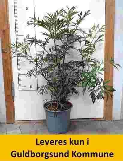 SAMBUCUS nigra BLACK LACE