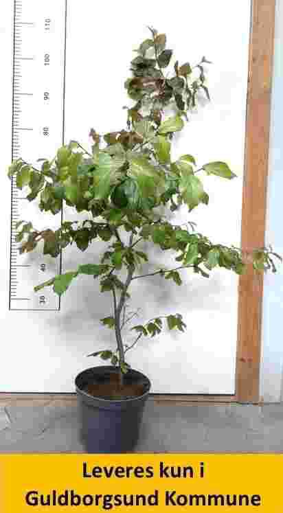 Parrotia