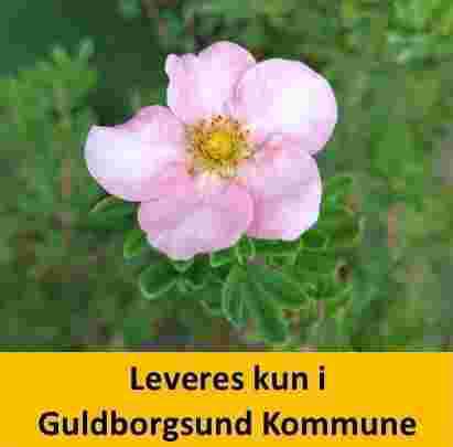 Potentilla Lovely Pink