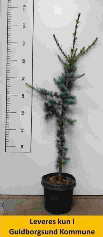 Cedrus libani Glauca