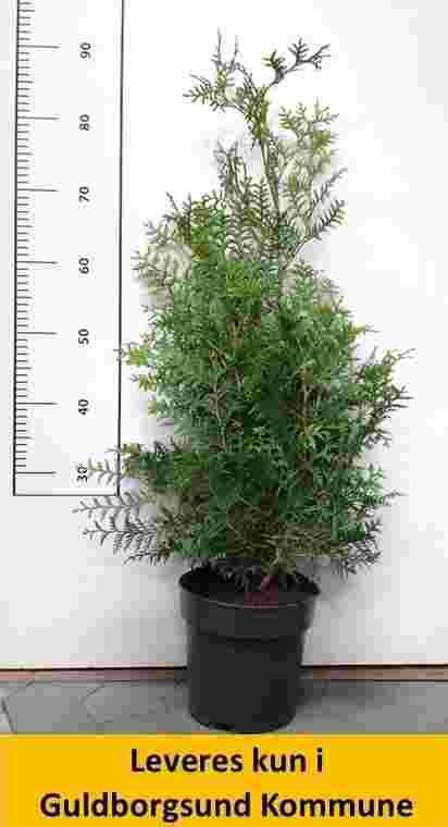 Thuja occ Brabant