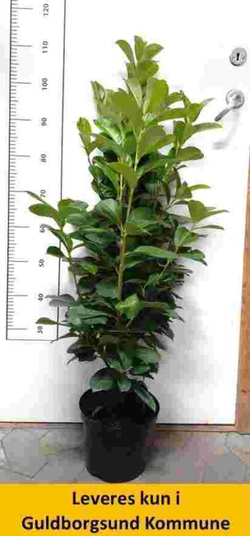 Prunus laur Etna  60+ cm.
