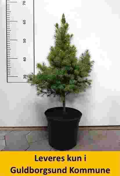 Picea Glauca Conica st.13 cm.