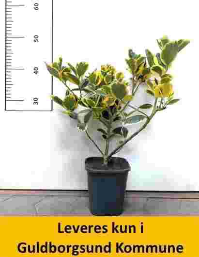 Ilex Golden King