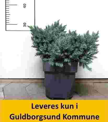 Juniperus sq. Blue Star.