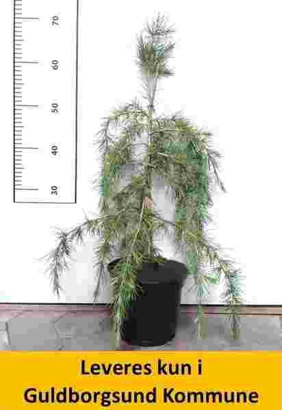 Cedrus deodara