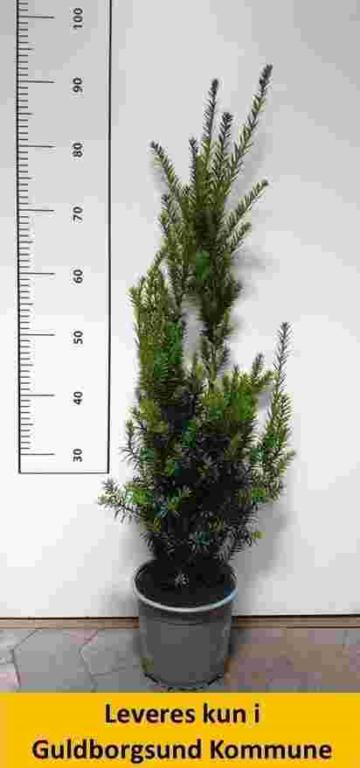 TAXUS MEDIA 'HILLII'