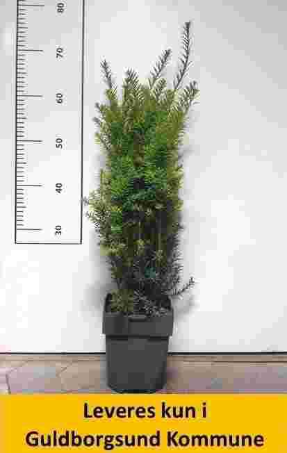 Taxus media Hicksii C2