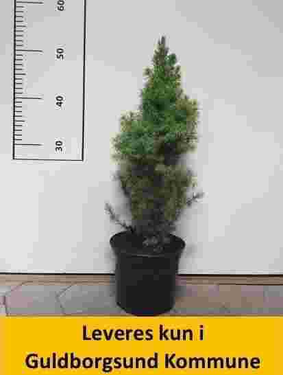 Picea Glauca Conica