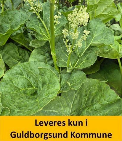 JORDBÆRRABARB (Red Champagne )