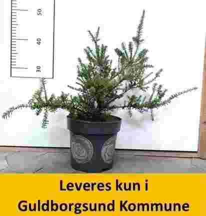 PODOCARPUS LAW. CHOCOLADE BOX